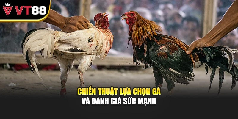 Chiến thuật lựa chọn gà và đánh giá sức mạnh