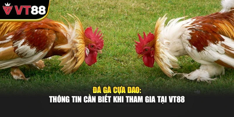 Đá Gà Cựa Dao: Thông Tin Cần Biết Khi Tham Gia Tại VT88