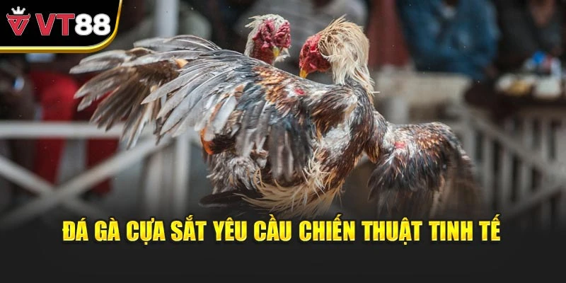 Đá gà cựa sắt yêu cầu chiến thuật tinh tế