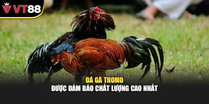 Đá gà Thomo được đảm bảo chất lượng cao nhất