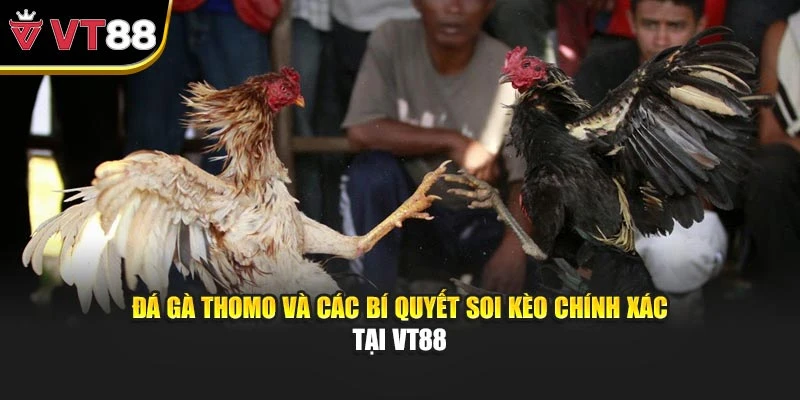 Đá Gà Thomo Và Các Bí Quyết Soi Kèo Chính Xác Tại VT88