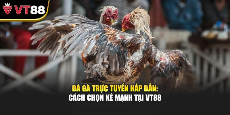 Đá Gà Trực Tuyến Hấp Dẫn: Cách Chọn Kê Mạnh Tại VT88