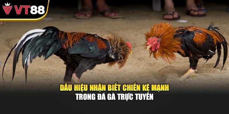 Dấu hiệu nhận biết chiến kê mạnh trong đá gà trực tuyến