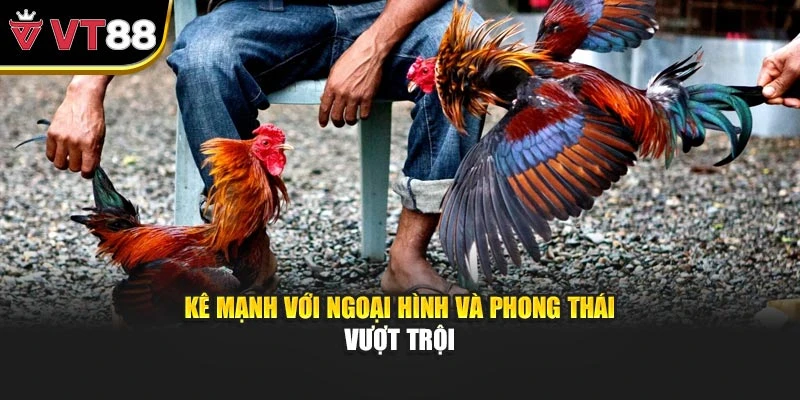 Kê mạnh với ngoại hình và phong thái vượt trội