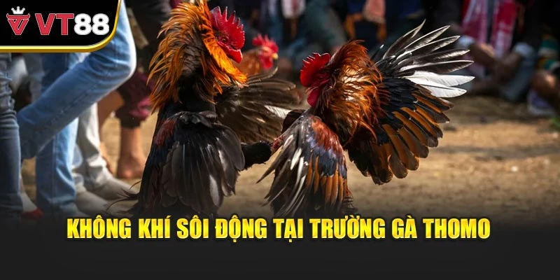 Không khí sôi động tại trường gà Thomo