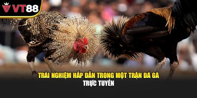 Trải nghiệm hấp dẫn trong một trận đá gà trực tuyến