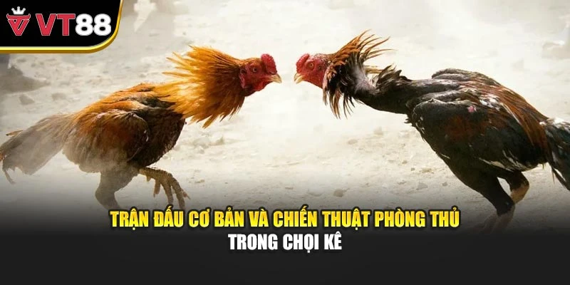 Trận đấu cơ bản và chiến thuật phòng thủ trong chọi kê