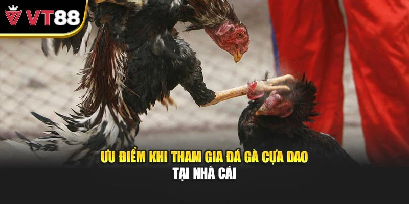 Ưu điểm khi tham gia đá gà cựa dao tại nhà cái